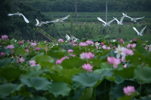 万顺叫车获得湘潭网约车许可证  获牌照总计112张